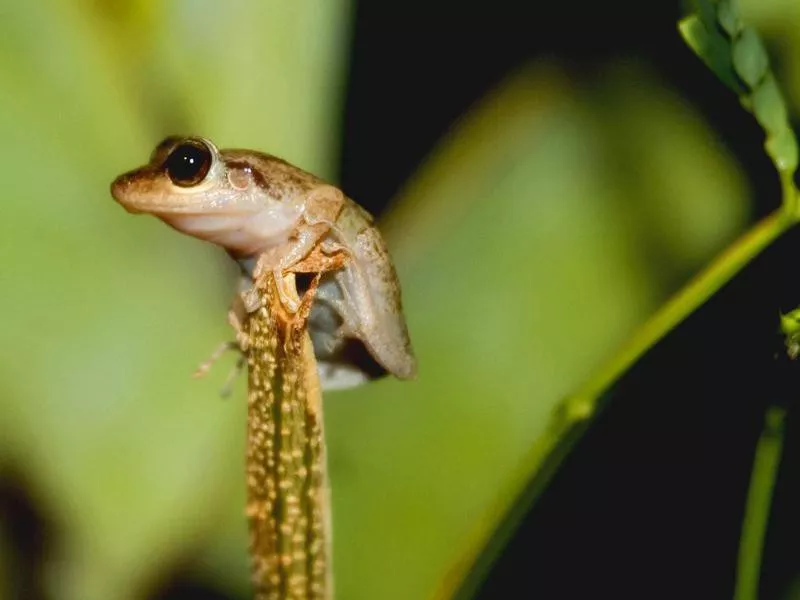 Coqui frog in Puerto Rico