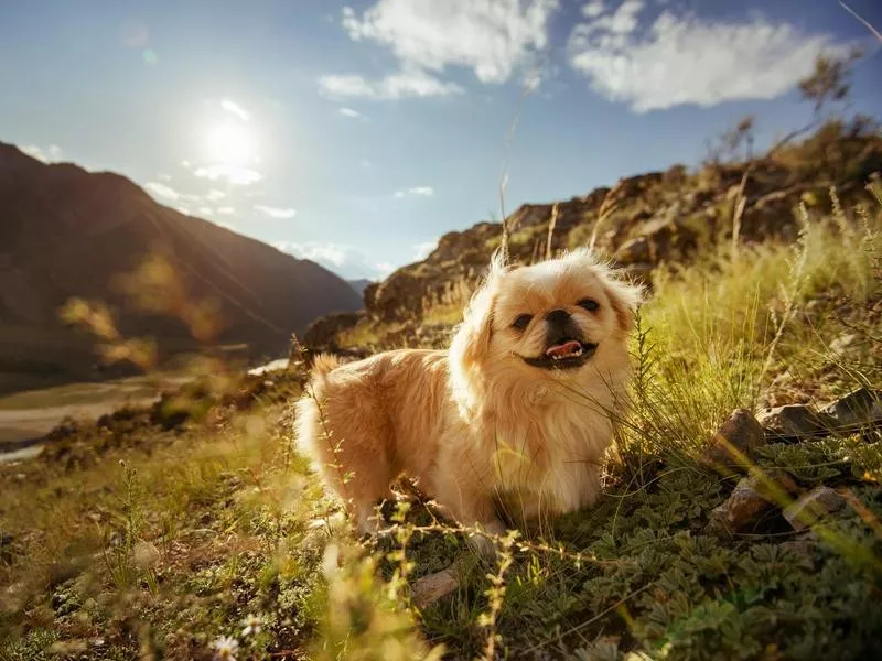 Pekingese