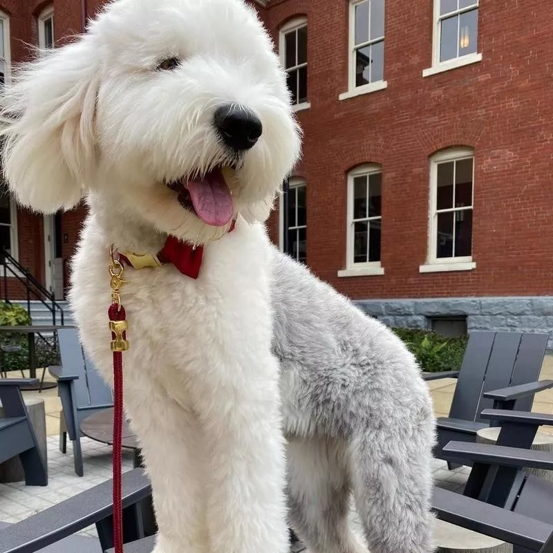 Old English Sheepdog