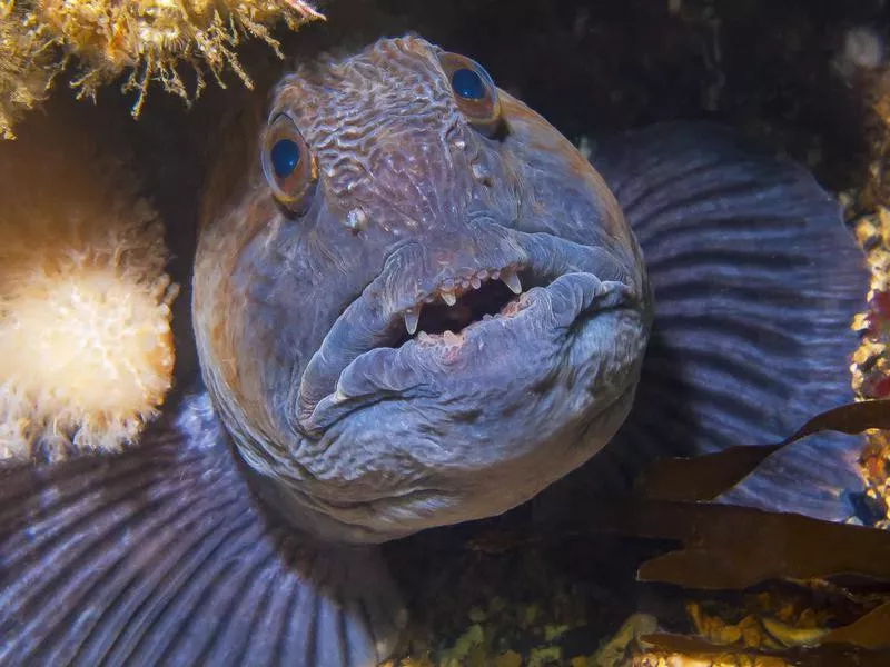 Atlantic Wolffish