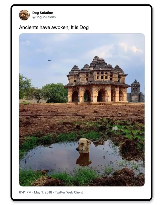 Dog in a puddle