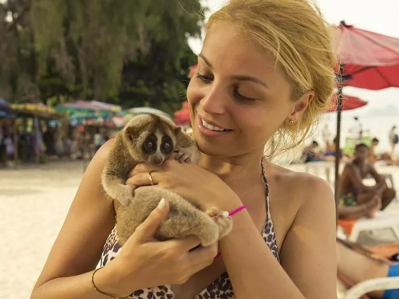 Person holding slow loris