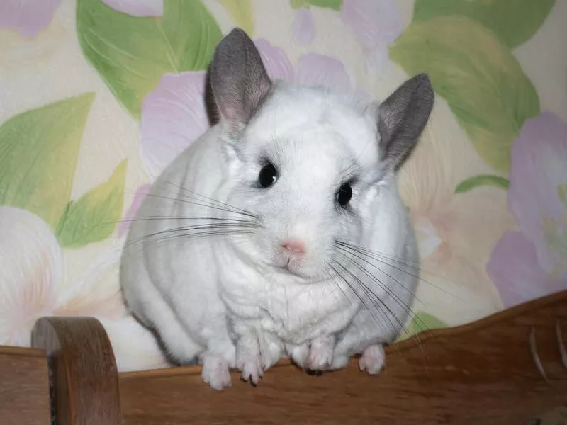 chinchilla