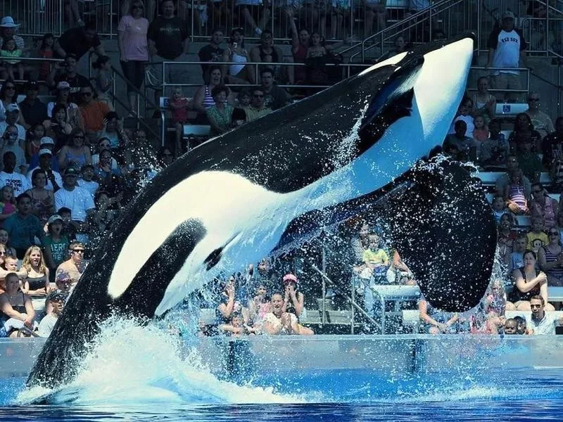 Tilikum