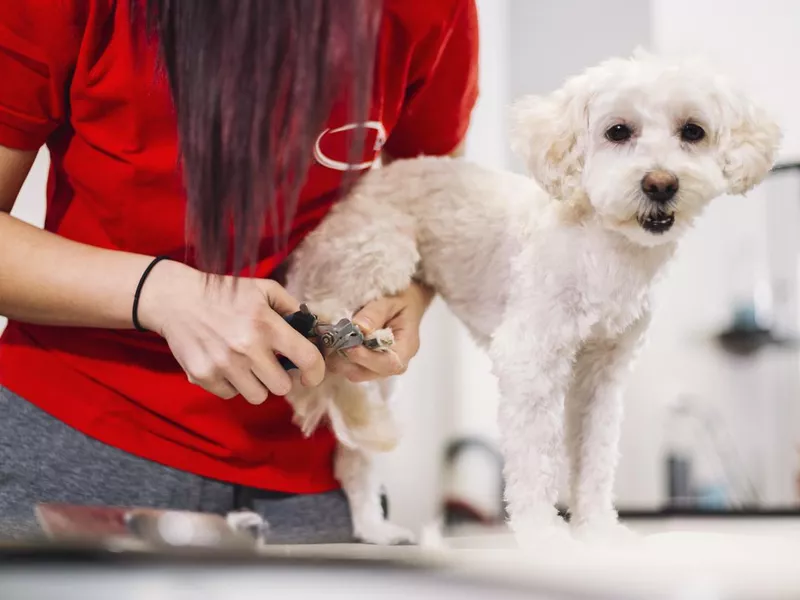 Puppy getting a nail trim