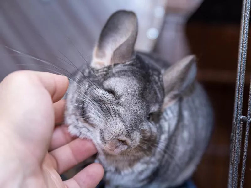 Chinchilla