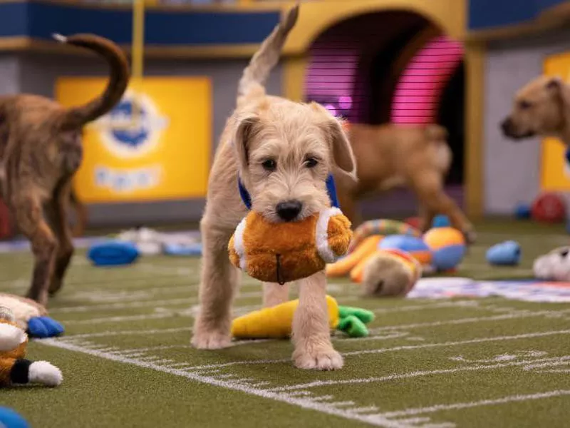 Puppy Bowl