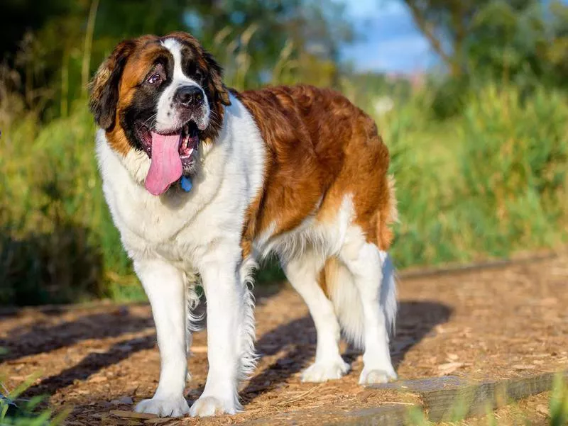 Saint Bernard