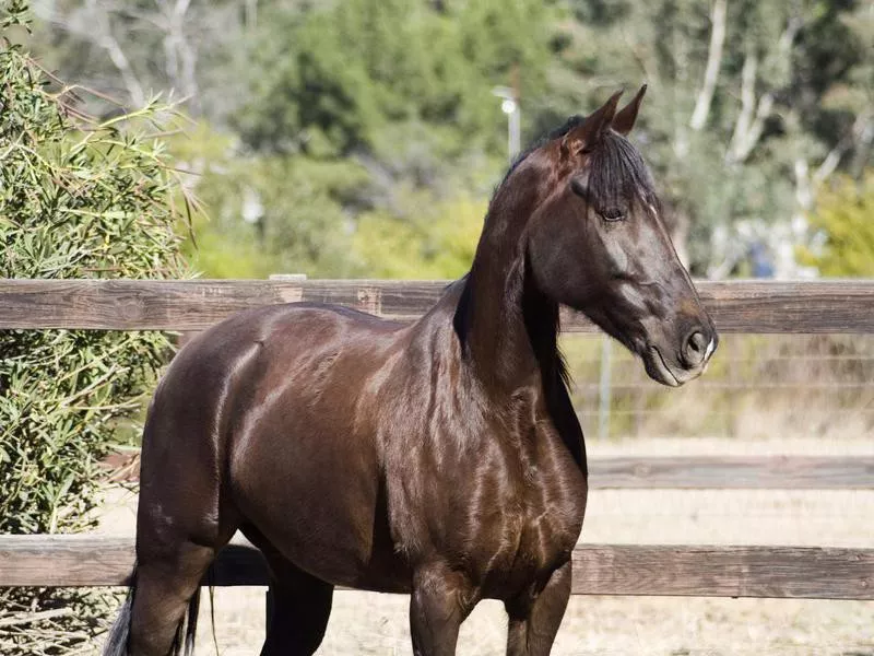 Tennessee Walking Horse