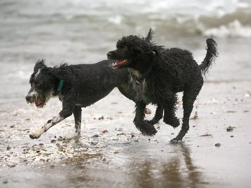 American Water Spaniel