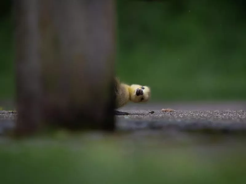 Gosling peeking round the corner