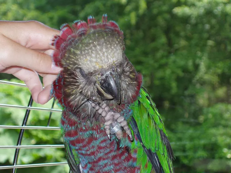 Red Fan Parrot