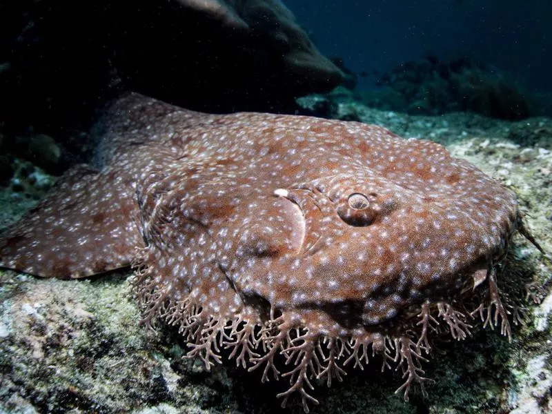 Wobbegong Shark