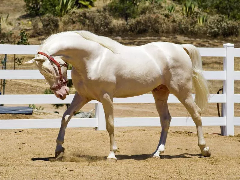 Tennessee Walking Horse