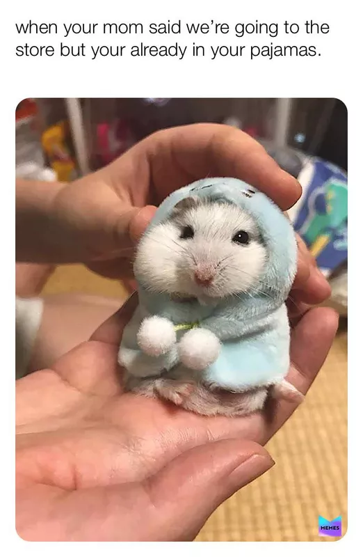 Hamster wearing a robe