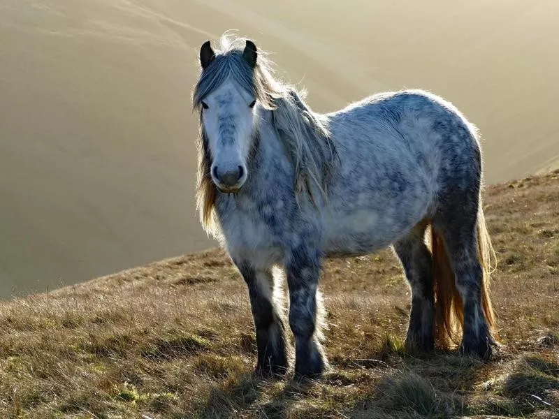 Fell Pony