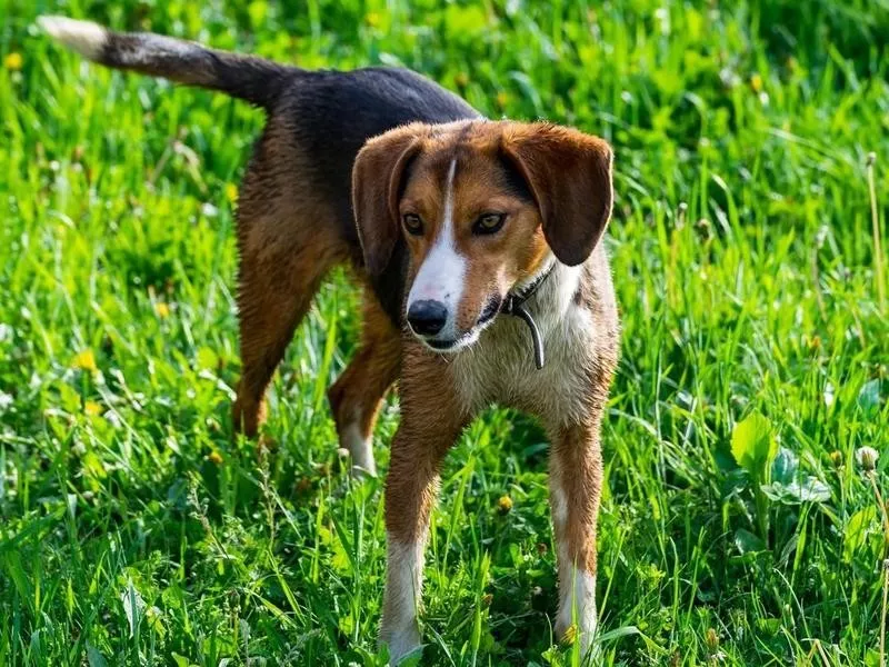 Rare dog breed, the harrier