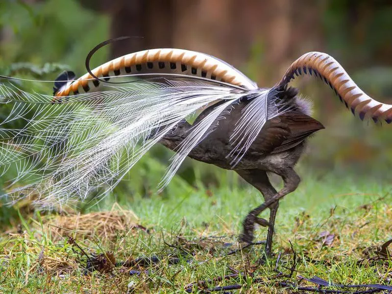 Lyrebird