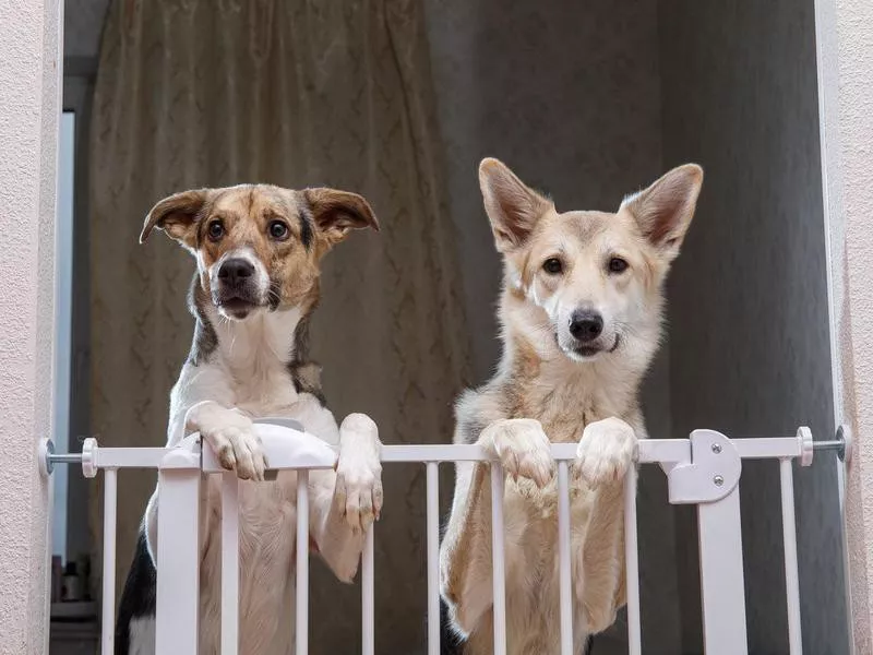 Cute dogs standing near safety gate in apartment