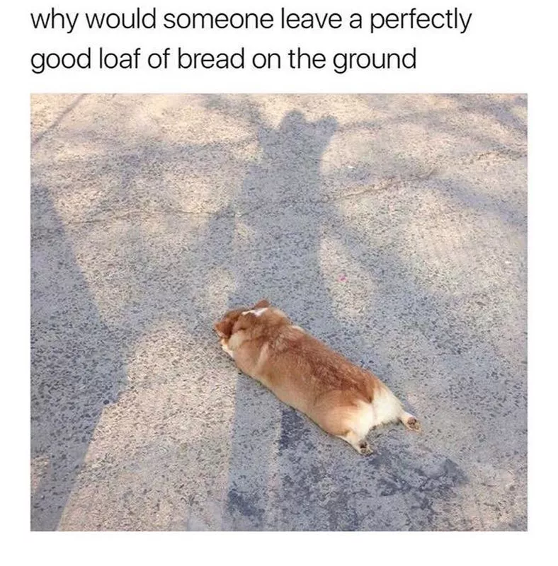 Corgi on ground