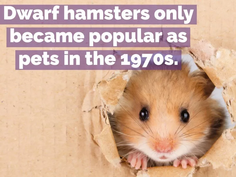 hamster