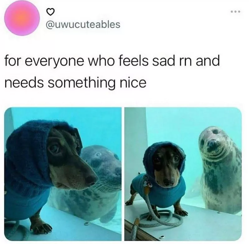 Seal and dachshund meme