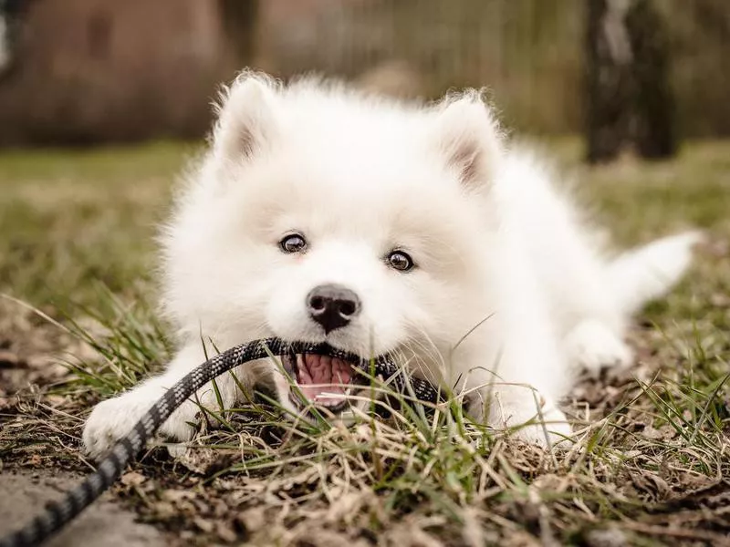 Samoyed