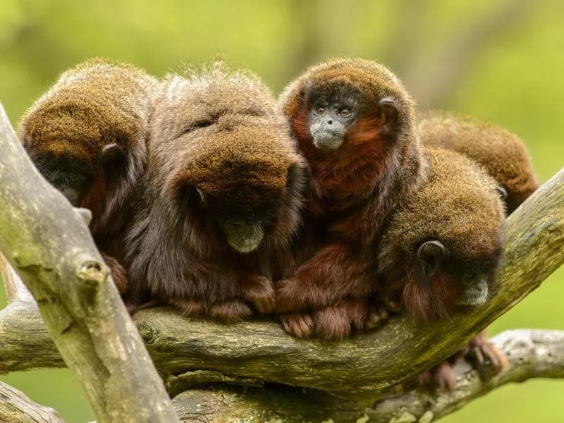 Five monkees in a tree