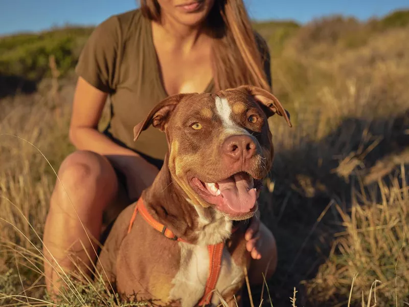 Portrait of a pitbull on walk on a hiking trail with its owner on a mountain. Woman resting while on a walk with her dog in nature. Girl taking a break on a stroll with her pet in a meadow field area