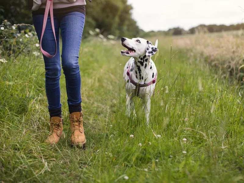 Walking with a dog