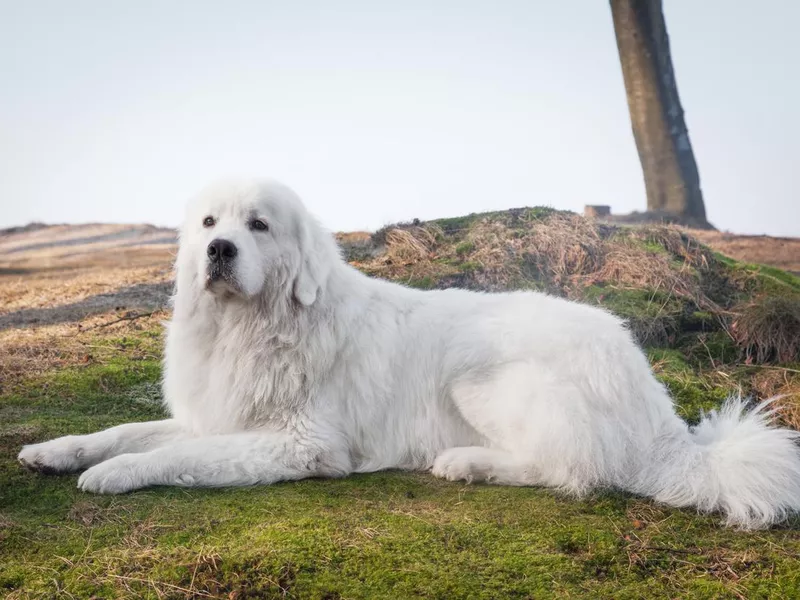 Polish Tatra sheepdog