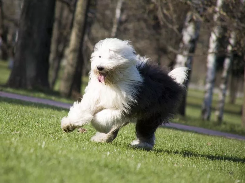 old english sheepdog