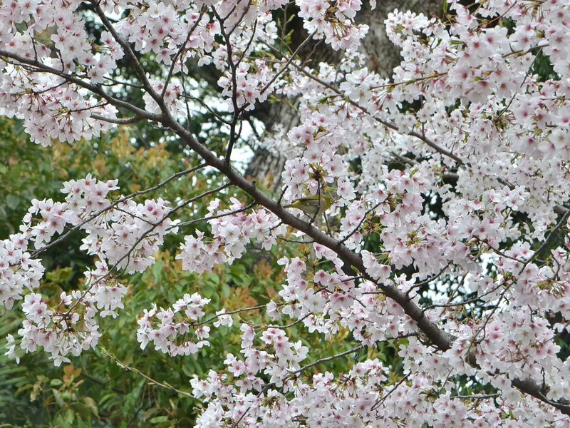 Meijiro (Japanese white eye bird)