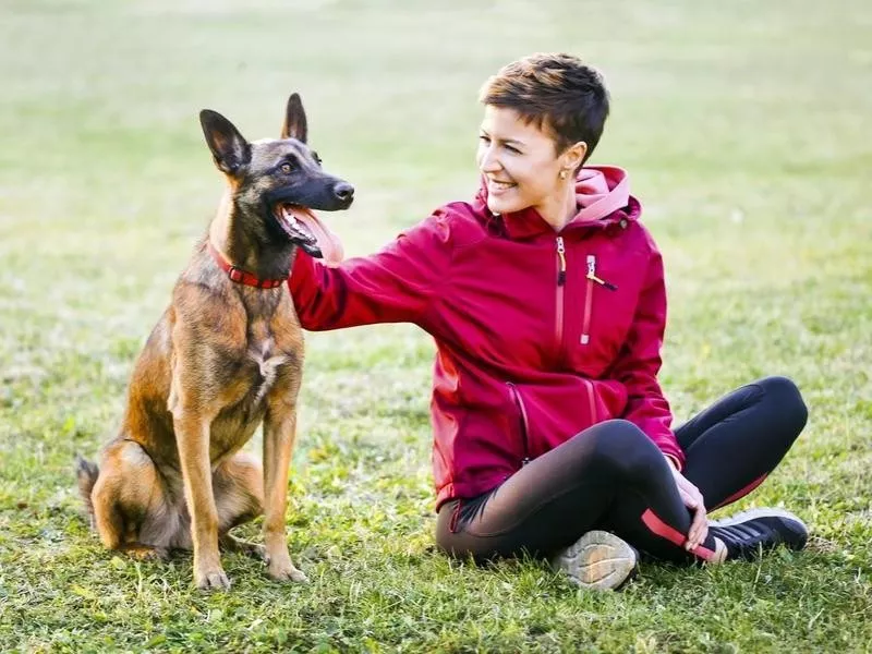 Belgian Malinois