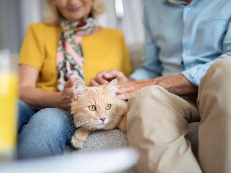 Adorable Maine Coon cat cuddling