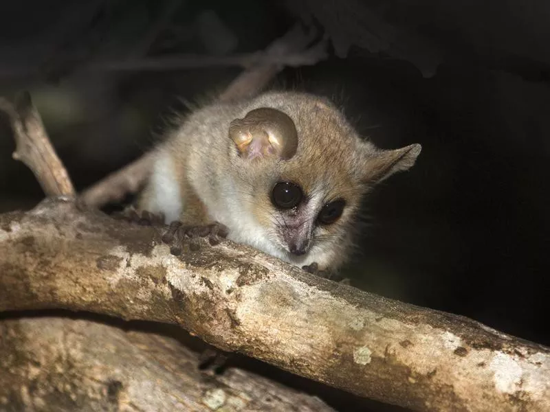 Hairy Eared Dwarf Lemur