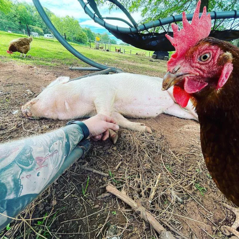 Chiken photobombing pig picture