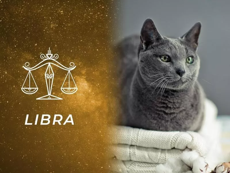 Libra: Russian Blue