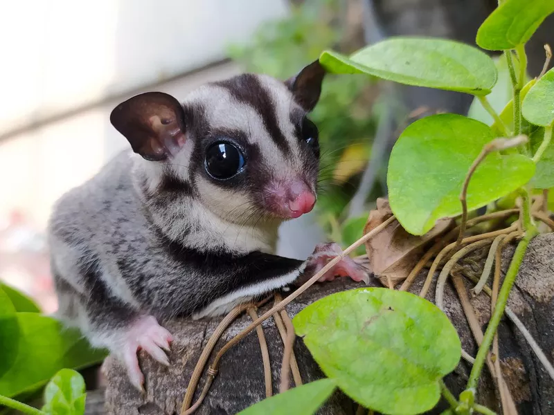 Sugar Glider