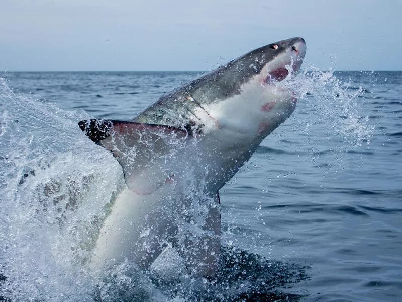 Great white shark jumping out of the water