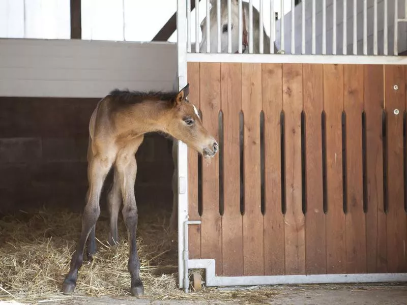 Foal looks out of horse box