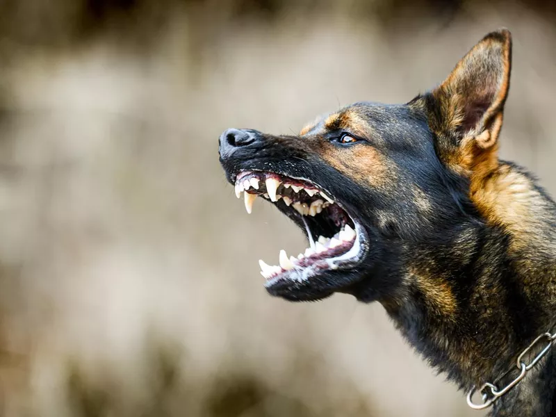 Aggressive German sheperd