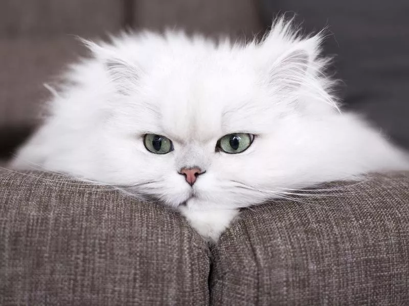 Persian cat