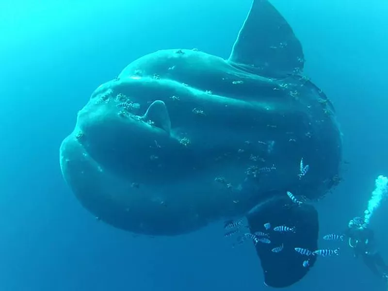 Southern sunfish