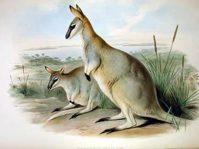 Toolache Wallaby