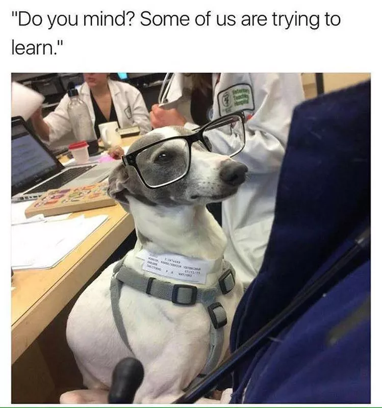 Dog wearing stylish glasses