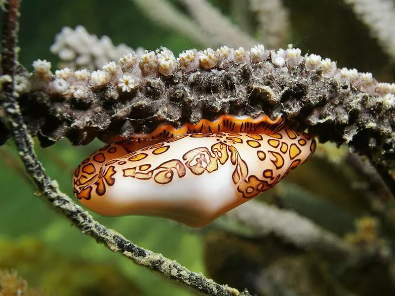 Flamingo Tongue Snail