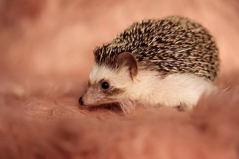 African Pygmy Hedgehog