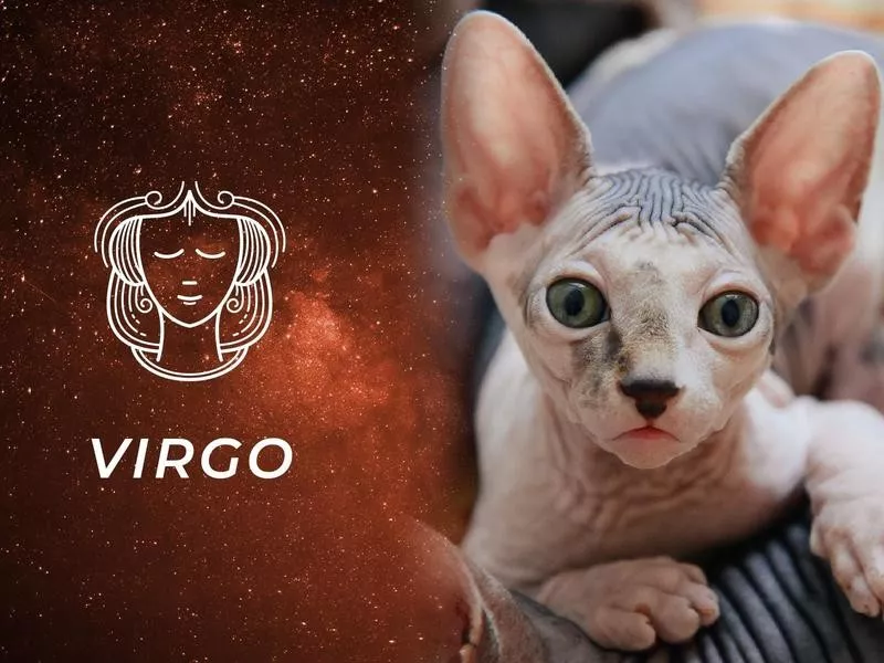 Virgo: Sphynx