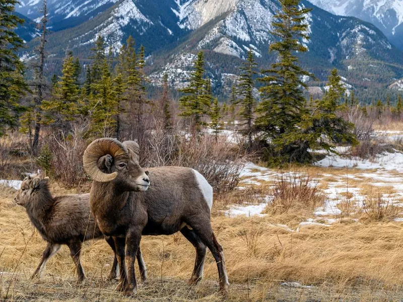 Bighorn sheep in Jasper National Park, Alberta, Canada